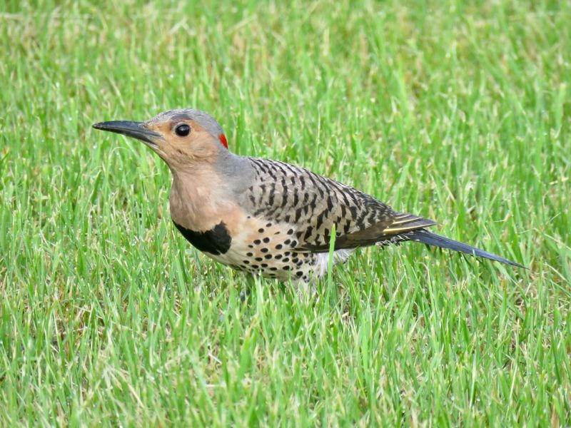 Northern Flicker